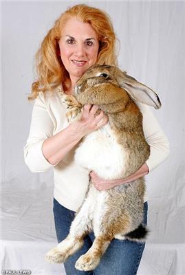 Эмо кролик овладел владелицей. 22кг живого веса...