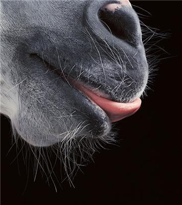 Tim Flach, його коні, губи, ембріони і свині крупним планом