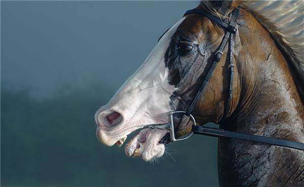 Tim Flach,его лошади, губы, эмбрионы и свиньи крупным планом