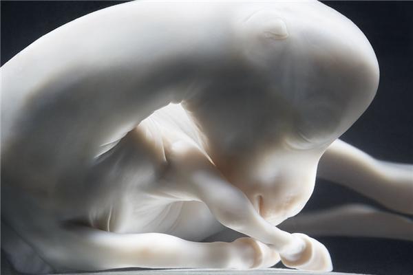 Tim Flach, його коні, губи, ембріони і свині крупним планом