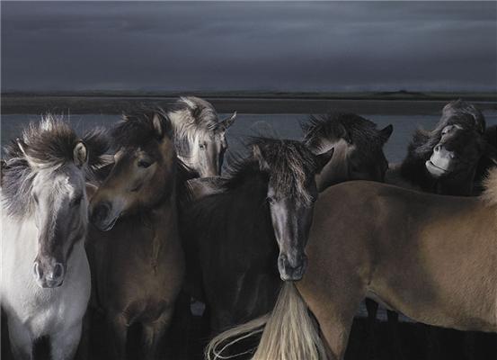 Tim Flach, його коні, губи, ембріони і свині крупним планом