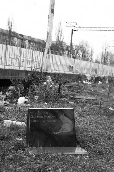 Безмерная любовь к животным  —  обернется катастрофой