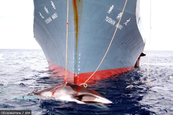 Екологи відбили у Японії 300 китів