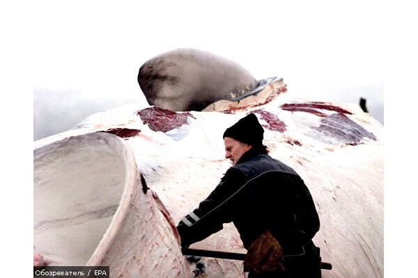 Экологи отбили у Японии 300 китов
