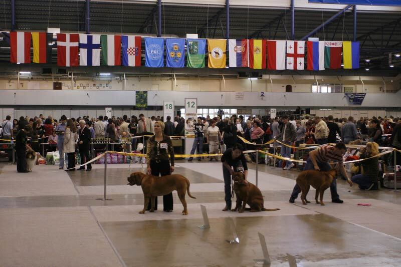 В Киеве выбрали самую красивую собаку