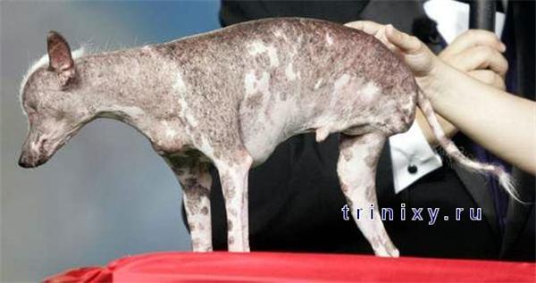 Найбільша потворна собака - 2008 