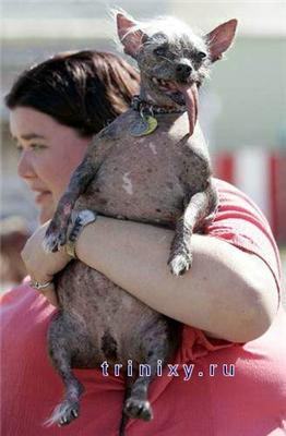 Найбільша потворна собака - 2008 