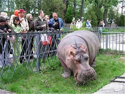 Київський гіпопотам Бреста святкує 50-річчя
