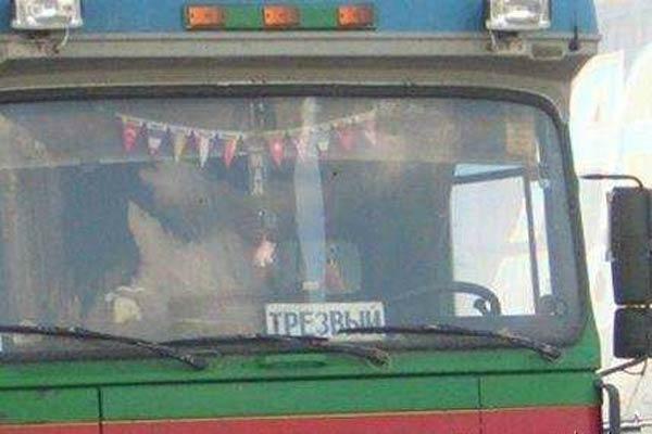 Самые свежые автоприколы!