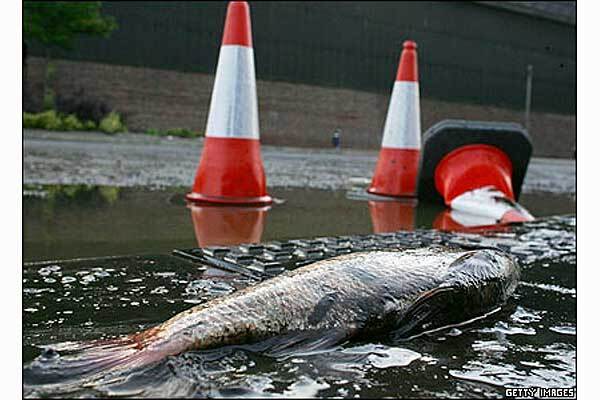 НП в Каховському водосховищі: вода червона, риба мертва