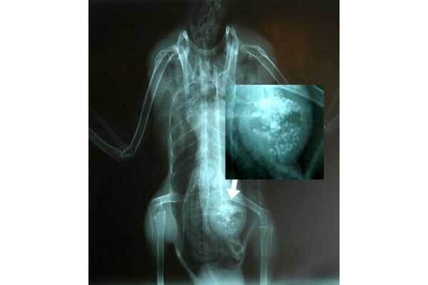 Люди 60 лет скрывали контакт с инопланетянами