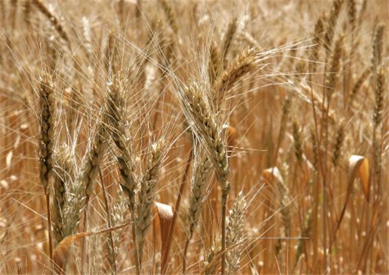 Кабмин переоценил зерновой экспорт