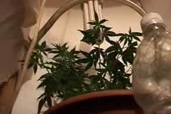 У Полтаві африканський абітурієнт вирощував у шафі коноплю