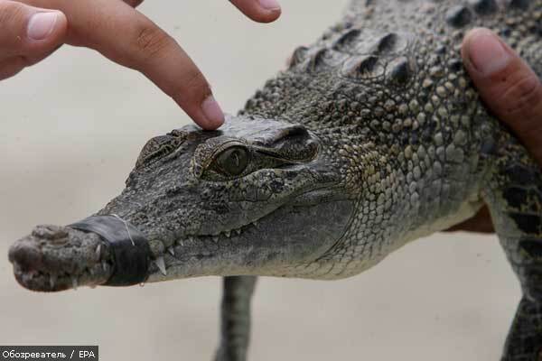 Міліція затримала побіжного крокодила