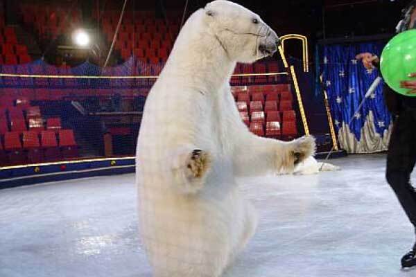 Жуть! Как белый медведь чуть не сожрал президента Украины