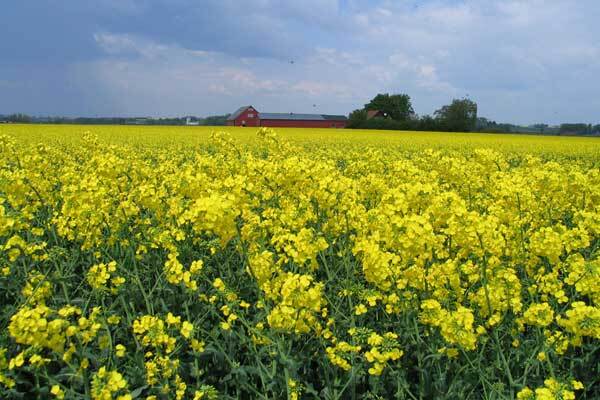 В Украине стихийно строят биотопливные заводы