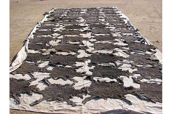 Тимошенко наденет шубу из каракульчи 