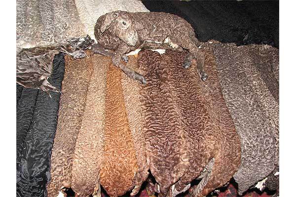 Тимошенко наденет шубу из каракульчи 