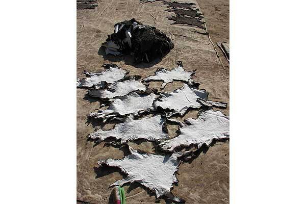 Тимошенко наденет шубу из каракульчи 