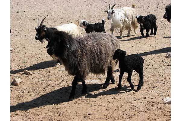 Тимошенко наденет шубу из каракульчи 