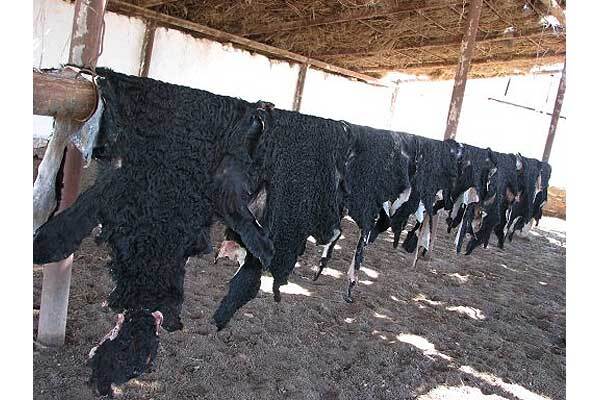 Тимошенко наденет шубу из каракульчи 