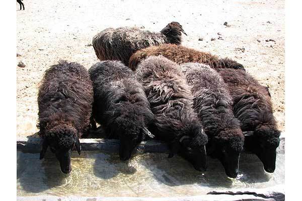 Тимошенко наденет шубу из каракульчи 