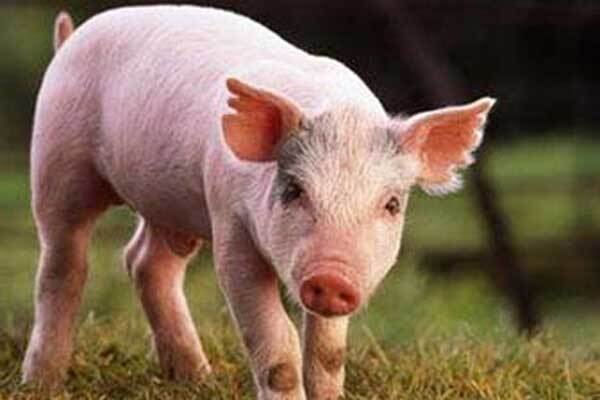Швейцарские свиньи будут принимать ежедневный душ