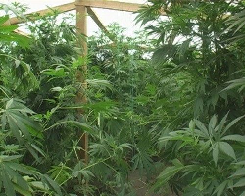 Под Киевом уничтожили плантацию конопли