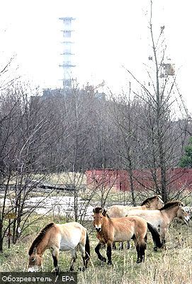 Чернобыль назван самым опасным городом на Земле. ФОТО