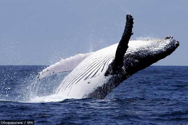 Японских военных напугал кит-полосатик