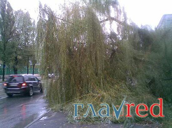 Огромное дерево упало на проезжую часть