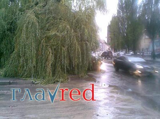 Огромное дерево упало на проезжую часть