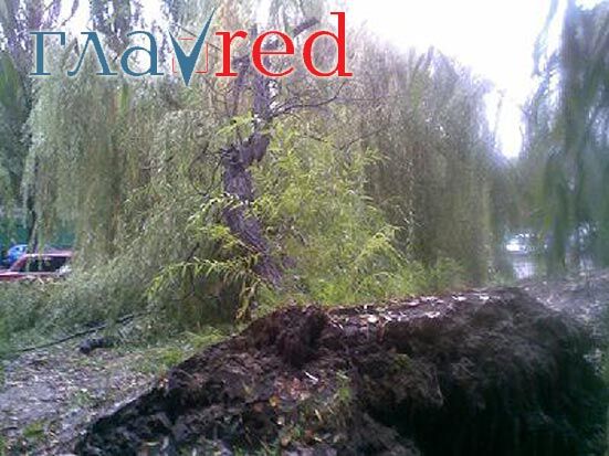 Огромное дерево упало на проезжую часть