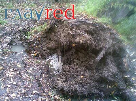 Огромное дерево упало на проезжую часть