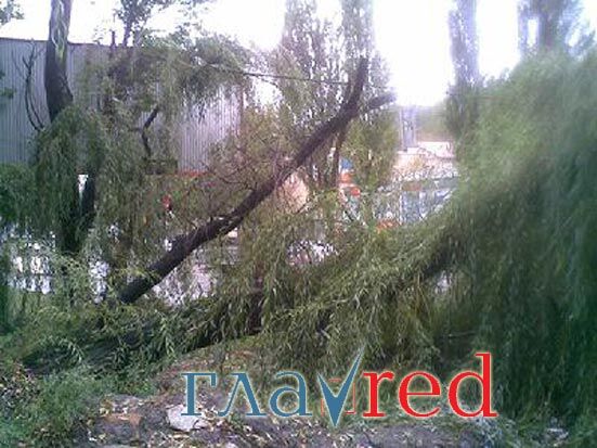 Огромное дерево упало на проезжую часть