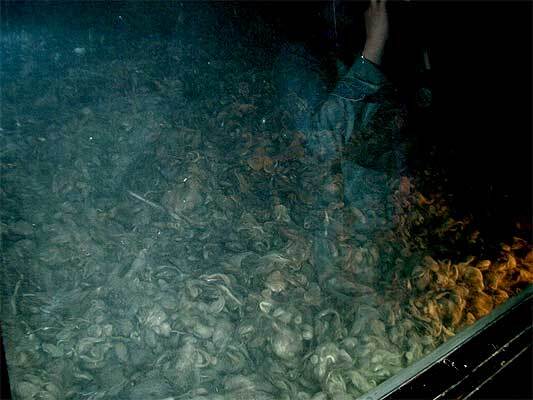 Освенцим нуждается в реконструкции