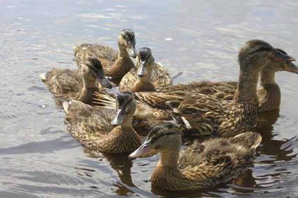 На Рівненщині виявлено 300 трупів диких качок