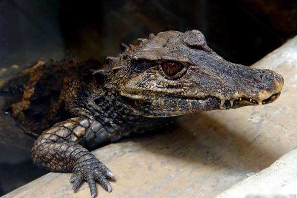 Бразильські наркобарони згодовували конкурентів крокодилам