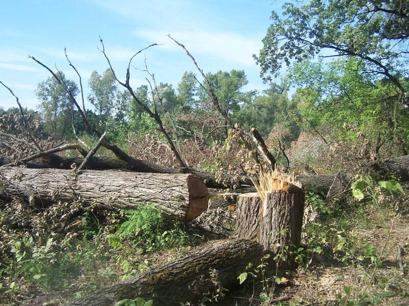На Жуковому острові почалася вирубка дерев