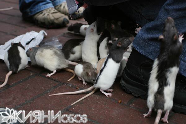 Из "Кабмина" массово бегут крысы (ФОТО)