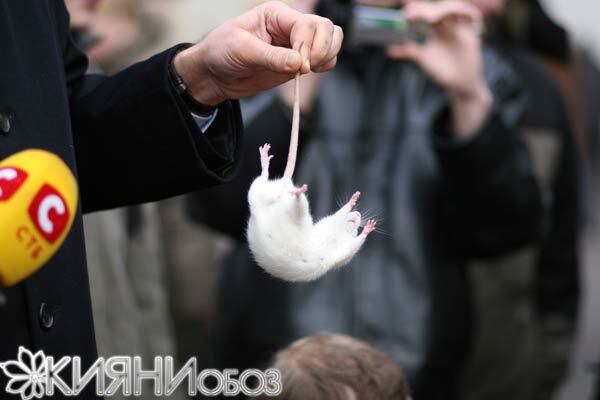 Из "Кабмина" массово бегут крысы (ФОТО)