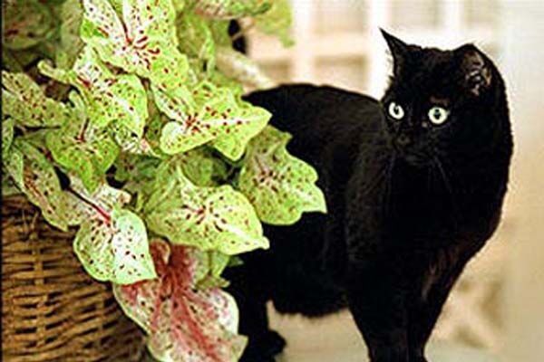 Умерла первая кошка США