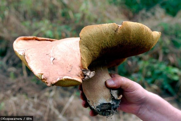 На Черкащині 5 людей отруїлися грибами