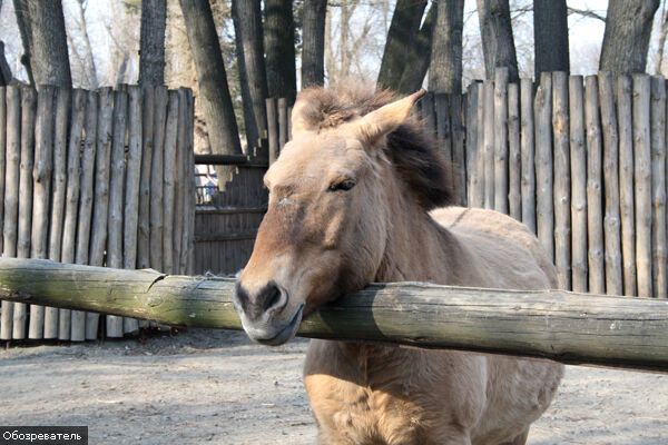 Животных в киевском зоопарке хотят отравить