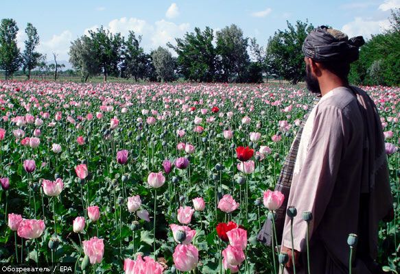 Афганістан виробляє 92% всього опіуму у світі