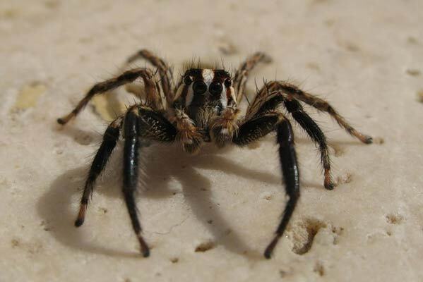 В Африці знайшли гігантського павука діаметром в 1 м. ФОТО