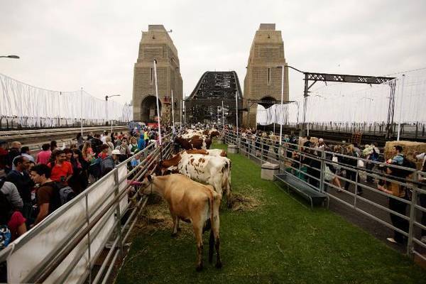 Колоссальный пикник с коровами устроили на сиднейском мосту