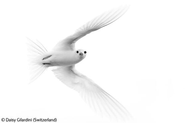 Победители конкурса Wildlife Photographer 2009 (ФОТО)