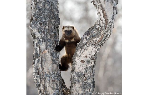 Победители конкурса Wildlife Photographer 2009 (ФОТО)