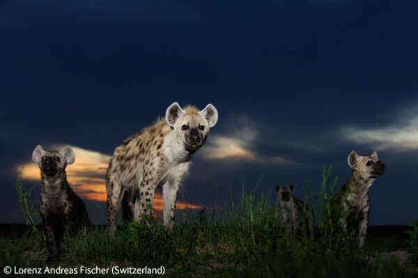 Победители конкурса Wildlife Photographer 2009 (ФОТО)